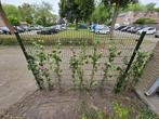 Klimop, Tuin en Terras, Ophalen, Overige soorten, 100 tot 250 cm