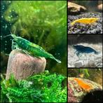 Neocaridina heteropoda garnalen aangeboden, Dieren en Toebehoren, Vissen | Aquariumvissen, Zoetwatervis, Kreeft, Krab of Garnaal