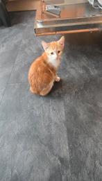Kitten  rood  vrouwtje, Dieren en Toebehoren, Katten en Kittens | Dekkaters