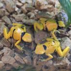Dendrobates leucomelas 'Bolivar gold', Dieren en Toebehoren, Reptielen en Amfibieën, 0 tot 2 jaar, Hagedis