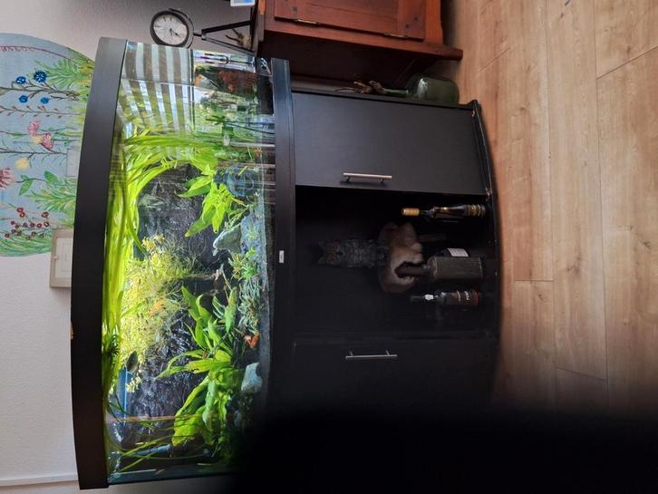 JUWEL Vision 450, Dieren en Toebehoren, Vissen | Aquaria en Toebehoren, Gebruikt, Gevuld zoetwateraquarium, Ophalen
