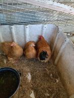 Cochin kriel, Meerdere dieren, Kip