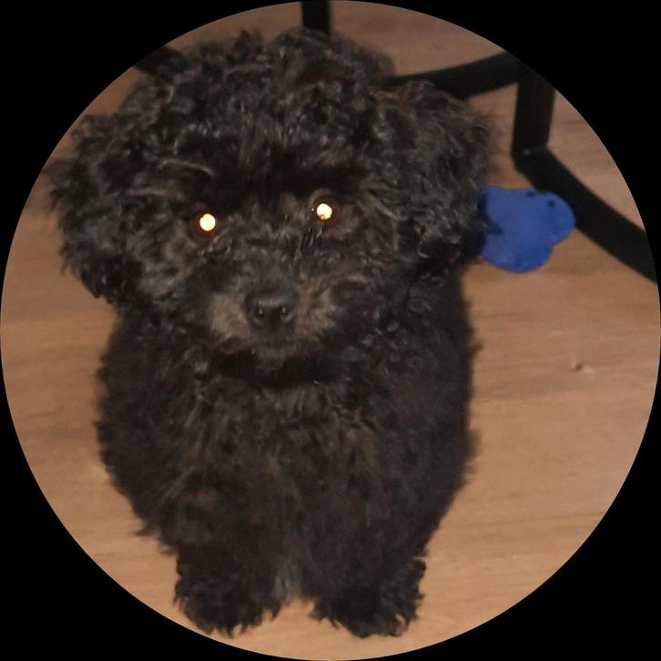 Maltipoo  teefje  zoek  nieuw baasje, Dieren en Toebehoren, Honden | Chihuahua's en Gezelschapshonden, Teef, Overige rassen, Particulier