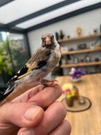 Tamme majoor Putter, Dieren en Toebehoren, Vogels | Overige Vogels, Geslacht onbekend, Wildzangvogel, Geringd
