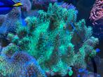 Lobophytum sp green, groen leder koraal zeeaquarium, Ophalen of Verzenden