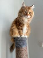 Siberische kat, Dieren en Toebehoren, Kater, Gechipt, 6 jaar of ouder