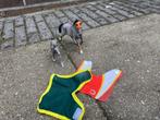 Schleich paarden, Ophalen, Zo goed als nieuw, Paard, Beeldje of Figuurtje