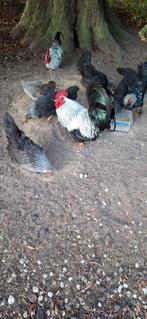 Kriel haantjes, Dieren en Toebehoren, Mannelijk, Kip