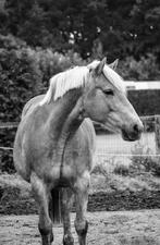 Weidemaatje en/of coachingspaard, Dieren en Toebehoren, Stalling en Weidegang, Weidegang, 1 paard of pony