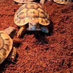 Griekse landschildpadjes, Dieren en Toebehoren, Reptielen en Amfibieën, Schildpad, 0 tot 2 jaar