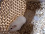Jonge cavia beertje roodoog met kruintje, Dieren en Toebehoren, Knaagdieren, Cavia, Mannelijk, Tam, September