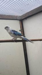 Rosella’s, Dieren en Toebehoren, Mannelijk, Parkiet