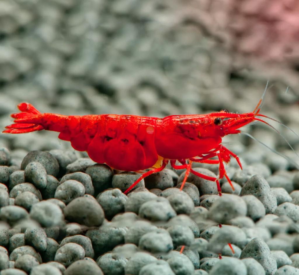 Neocaradina Bloody Mary, Vis