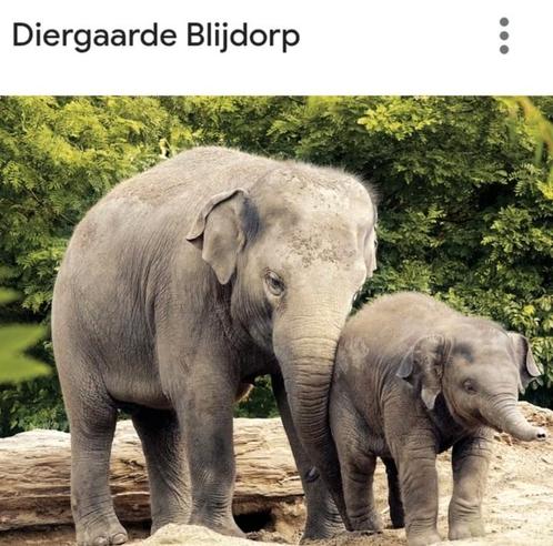 Blijdorp dierentuin kaartjes (2 volwassenen, 1 kind), Tickets en Kaartjes, Recreatie | Dierentuinen, Drie personen of meer, Kortingskaart