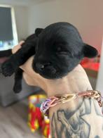 Prachtige Boomer pups te koop, Dieren en Toebehoren, Parvo, 8 tot 15 weken, Teef, Meerdere