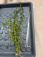 Aquariumplanten, Ophalen, Nieuw, Plant(en), Steen of Hout