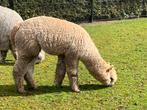 Alpaca hengsten, Mannelijk