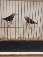vijf kleur nonnen  zwartborst sijzen zwartborst rietvinken, Dieren en Toebehoren, Vogels | Overige Vogels, Meerdere dieren, Tropenvogel
