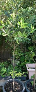 Olijfbomen, Ophalen, 100 tot 250 cm, In pot, Zomer