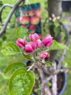 TE KOOP Oude appelboom Malus d. 'Elstar' 180-200cm planthoog, Tuin en Terras, Planten | Fruitbomen, Lente, Appelboom, Volle zon