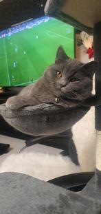 britse korthaar, Dieren en Toebehoren, Katten en Kittens | Raskatten | Korthaar