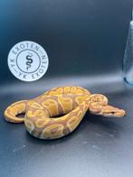 Ultramel 100% Piebald man nk25, Dieren en Toebehoren, Slang, 0 tot 2 jaar