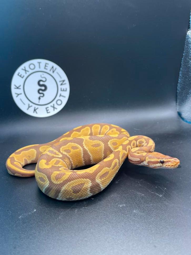 Ultramel 100% Piebald man nk25