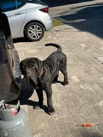 Mastino napeletano aangeboden, Dieren en Toebehoren, Rabiës (hondsdolheid), Reu, Bulldog, Eén hond