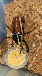 Mecynorhina torquata ugandensis kevers MTU mannen, Dieren en Toebehoren, Insecten en Spinnen