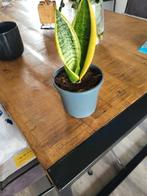 Sansevieria, Ophalen, Overige soorten, Minder dan 100 cm