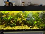 Juwel 180 aquarium, Dieren en Toebehoren, Vissen | Aquaria en Toebehoren, Ophalen, Zo goed als nieuw, Gevuld zoetwateraquarium