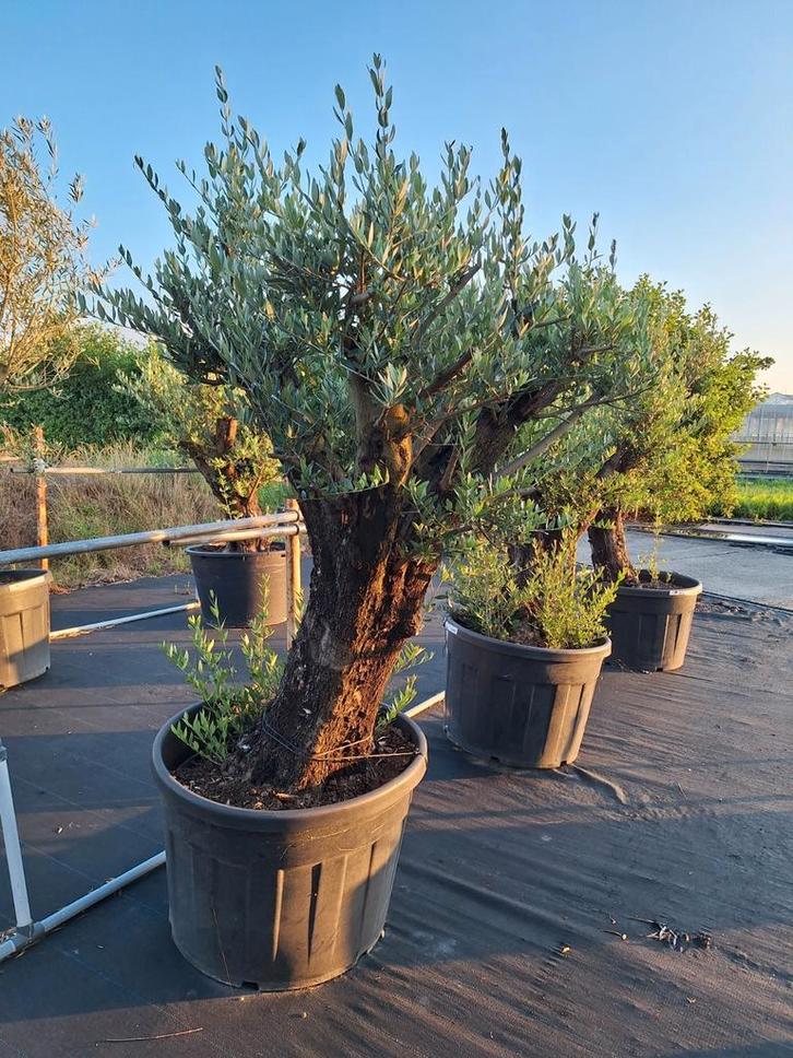 Prachtige olijfbomen TE KOOP!!, Tuin en Terras, Planten | Bomen, Olijfboom, 100 tot 250 cm, Volle zon, Zomer, Ophalen of Verzenden