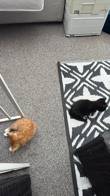 Kitten baby jonkies 5 weken kat beschikbaar voor biedingen