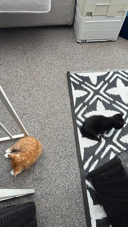 Kitten baby jonkies 5 weken kat, Dieren en Toebehoren, Katten en Kittens | Overige Katten, Kortharig, Kater, 0 tot 2 jaar