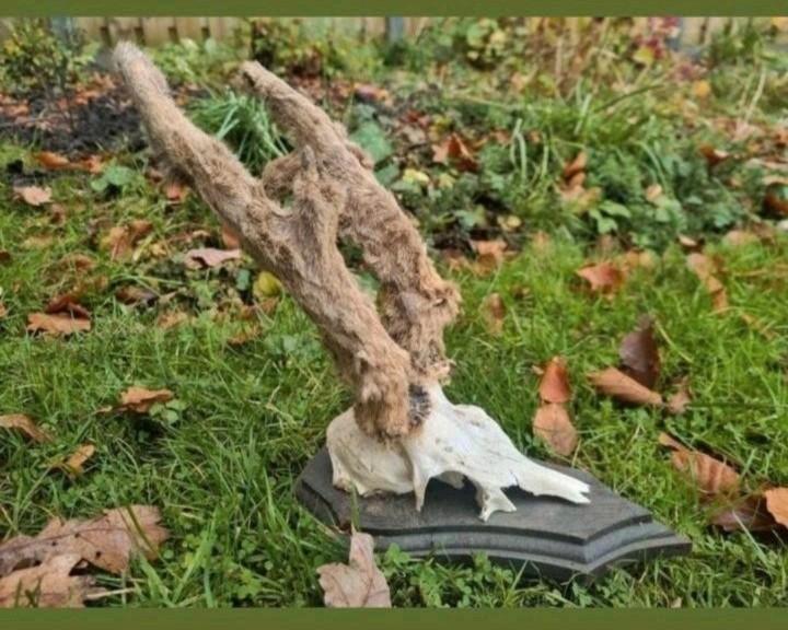 Enorme Ree bok met bast gewei! Verzameling educatie veluwe, Verzamelen, Dierenverzamelingen, Zo goed als nieuw, Gewei of Kop, Hert
