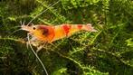 Crystal Red Garnalen (Osmose), Dieren en Toebehoren, Kreeft, Krab of Garnaal, Zoetwatervis, Schoolvis