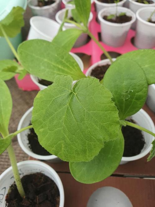 biologische planten stekjes moestuinplantjes courget, Tuin en Terras, Planten | Tuinplanten, Eenjarig, Groenteplanten, Volle zon