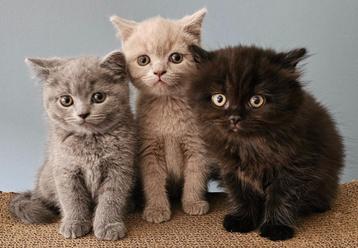 Britse korthaar kitten (allemaal verkocht) beschikbaar voor biedingen