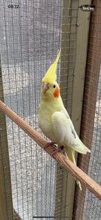 Forse jongen Valkparkiet man Tt kwaliteit, Dieren en Toebehoren, Vogels | Parkieten en Papegaaien, Mannelijk, Parkiet, Geringd