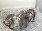 Britse korthaar kittens met stamboom, Dieren en Toebehoren, Meerdere dieren, Ontwormd
