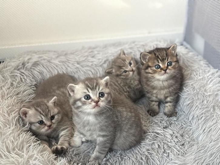 Britse korthaar kittens met stamboom, Dieren en Toebehoren, Katten en Kittens | Raskatten | Korthaar, Meerdere dieren, Ontwormd