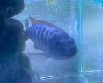 te koop volwassen Labeotropheus trewavasae  tumbi west, Dieren en Toebehoren, Vissen | Aquariumvissen, Vis