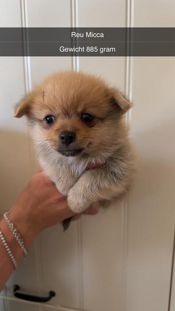 Pomeranian x Jack Russel Kruising beschikbaar voor biedingen