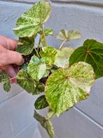 Begonia Rouge Variegata p12 (4), Ophalen of Verzenden, Halfschaduw, Minder dan 100 cm