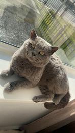 Lieve Britse Korthaar zoekt nieuw thuis, Kater, Gechipt, 3 tot 5 jaar