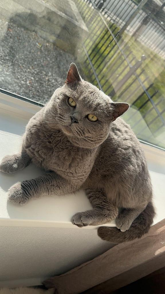 Lieve Britse Korthaar zoekt nieuw thuis, Dieren en Toebehoren, Katten en Kittens | Raskatten | Korthaar, Kater, 3 tot 5 jaar, Gechipt