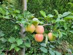 Onderstam voor appelbomen, zelf enten! Malus domestica, Appelboom, Ophalen of Verzenden