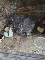 Broedeieren usa zijdehoen, Dieren en Toebehoren, Pluimvee, Geslacht onbekend, Kip