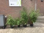 Fargesia Scabrida / Asian Wonder, Volle zon, Vaste plant, Bloeit niet, Ophalen