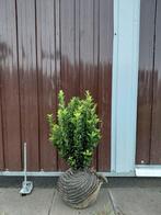 buxus vervanger, Euonymus Greenspire, Ophalen, Buxus, Haag, Minder dan 100 cm